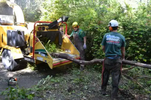 tree services Kykotsmovi Village